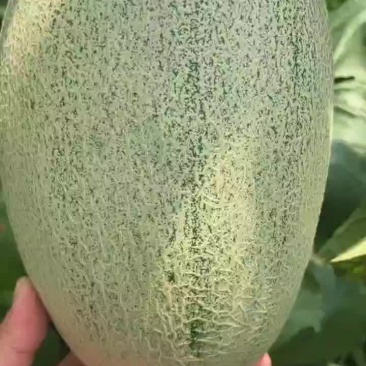 山东晓蜜