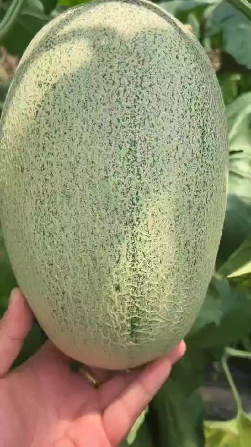 山东晓蜜