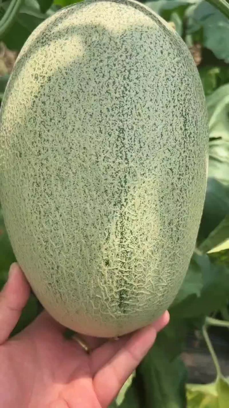 山东晓蜜
