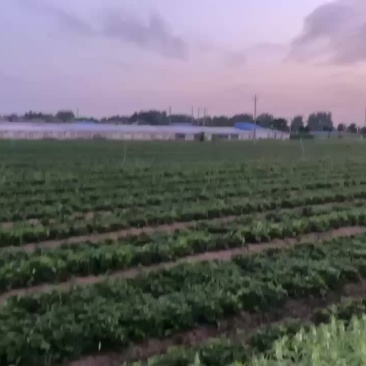 秋季生产苗出售