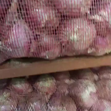 紫皮洋葱