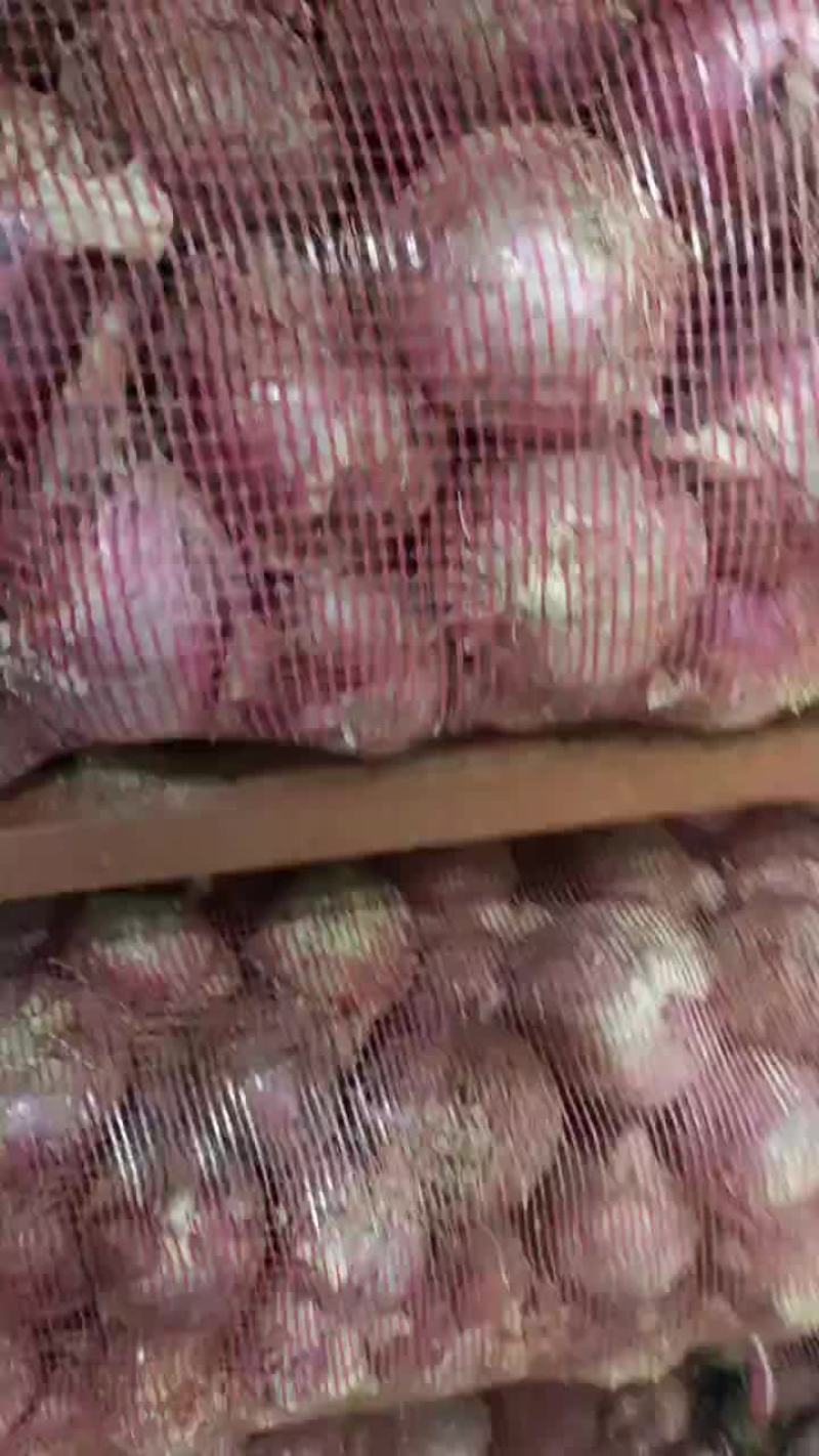 紫皮洋葱