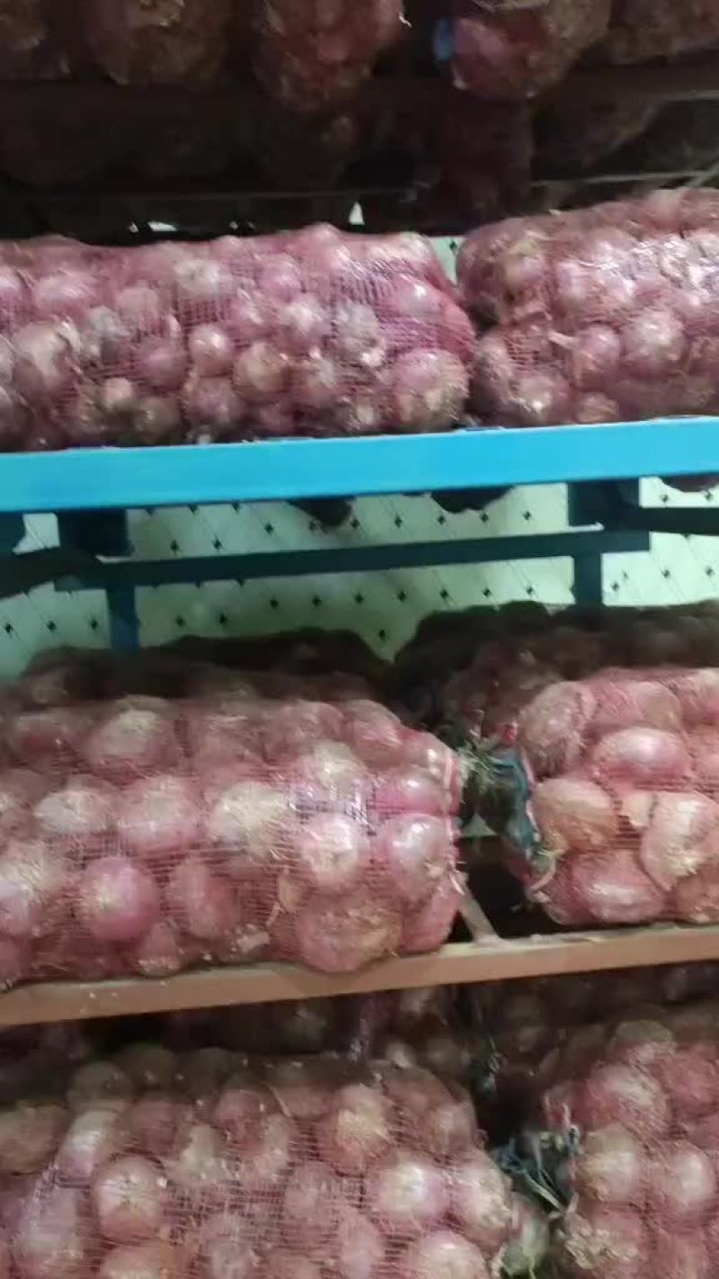 紫皮洋葱