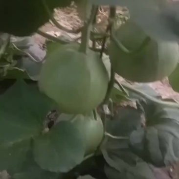 绿宝