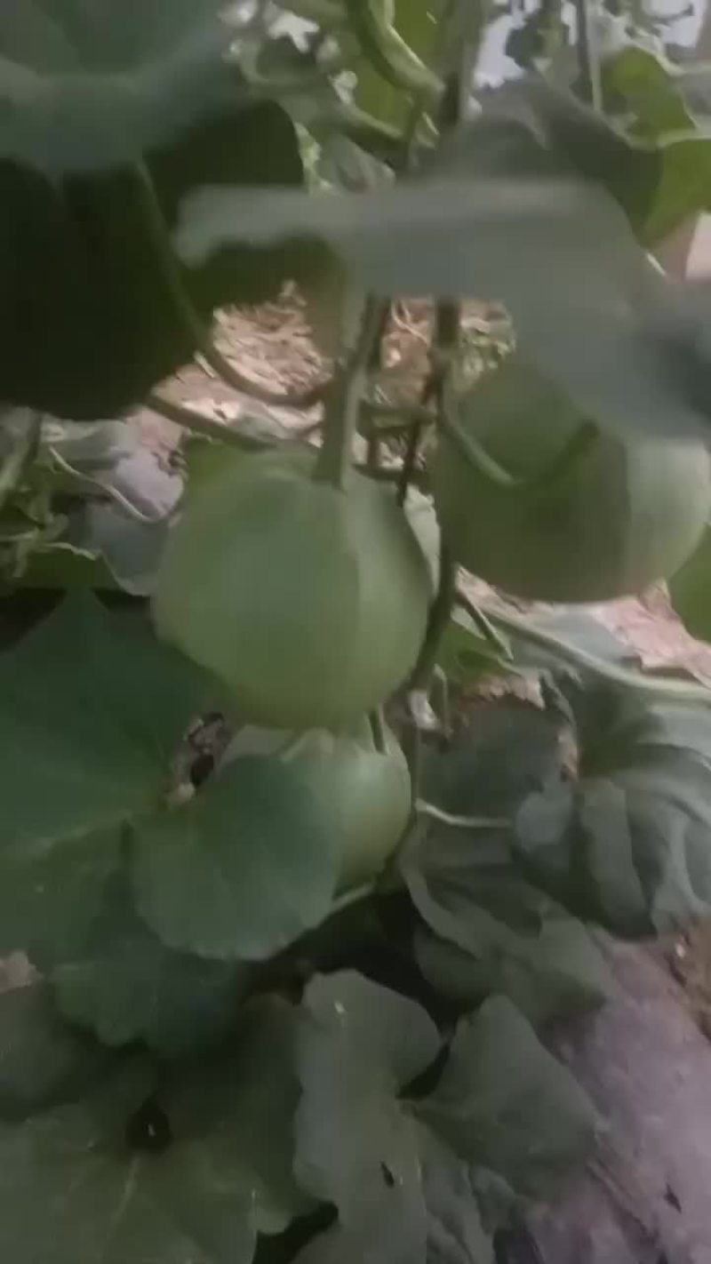 绿宝