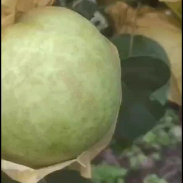 翠冠82蜜梨，汁多核小，无渣，甘甜，糖份高，