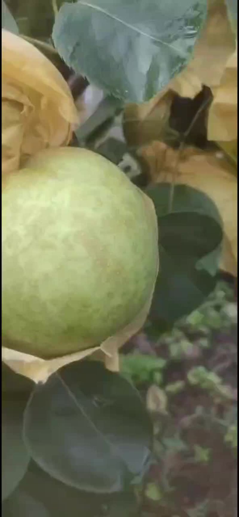 翠冠82蜜梨，汁多核小，无渣，甘甜，糖份高，