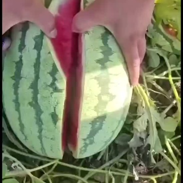 西瓜