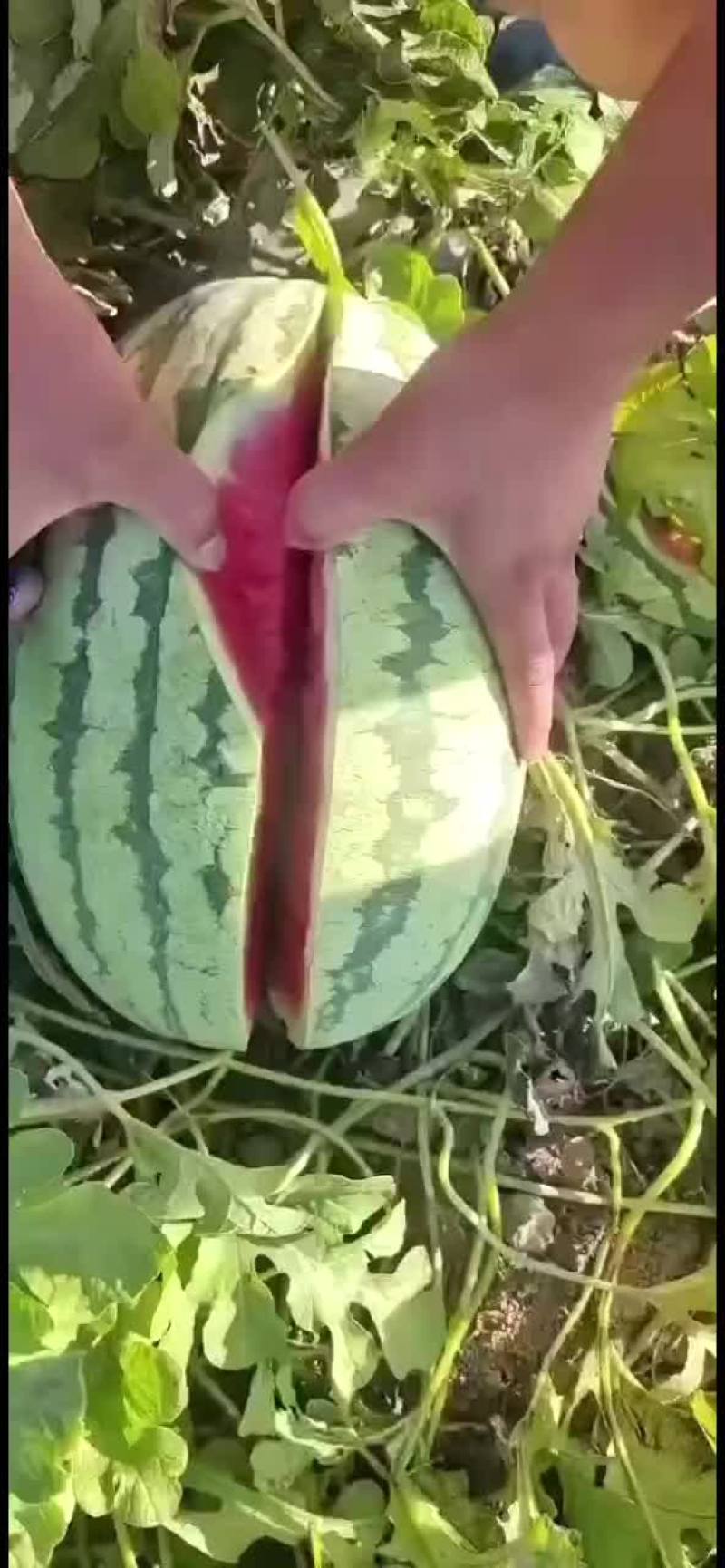 西瓜
