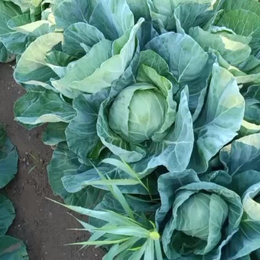 圆菜