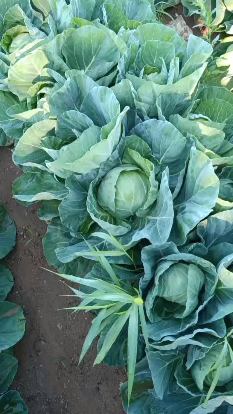 圆菜