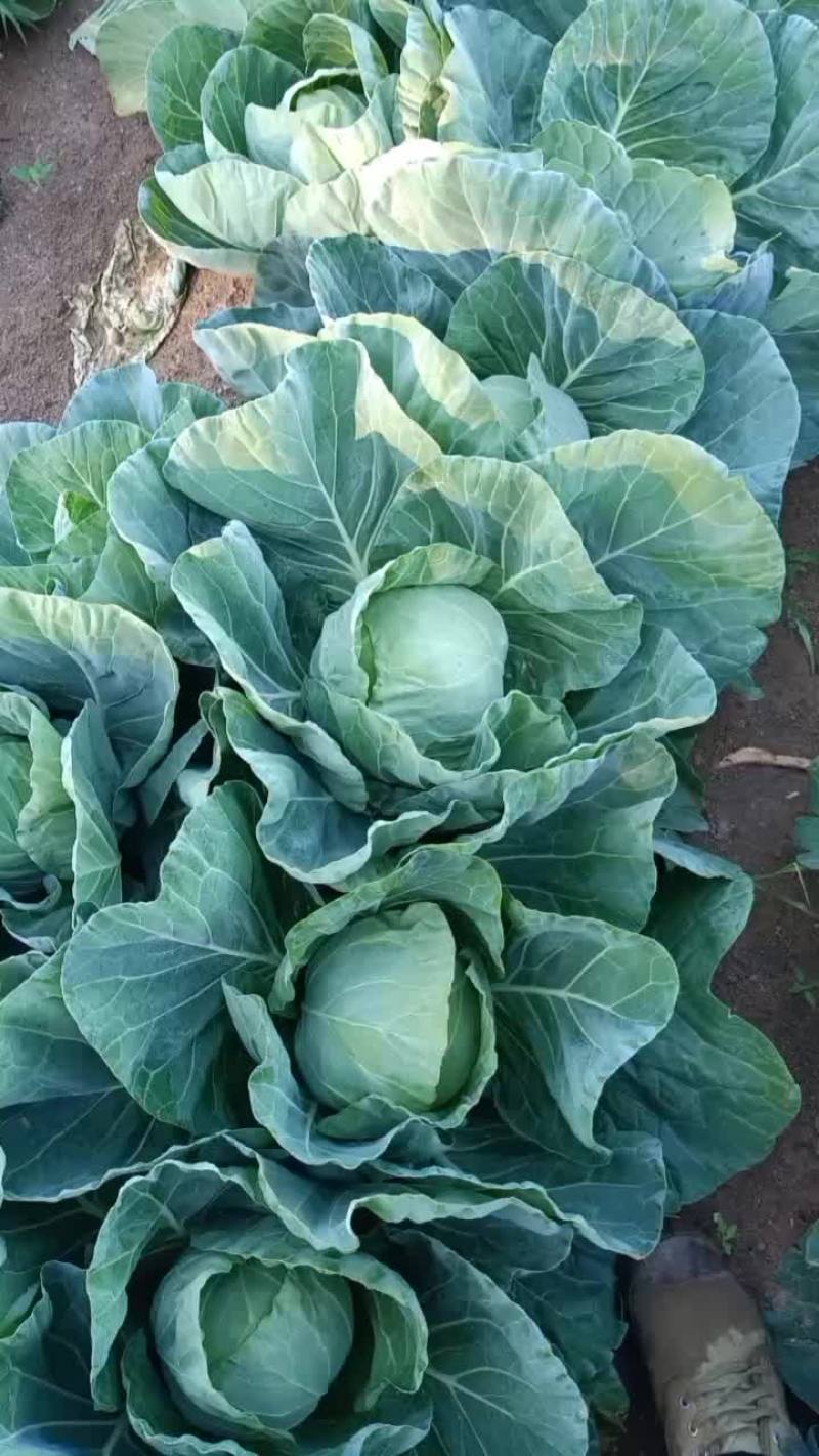 圆菜