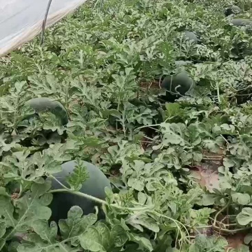 黑无籽西瓜