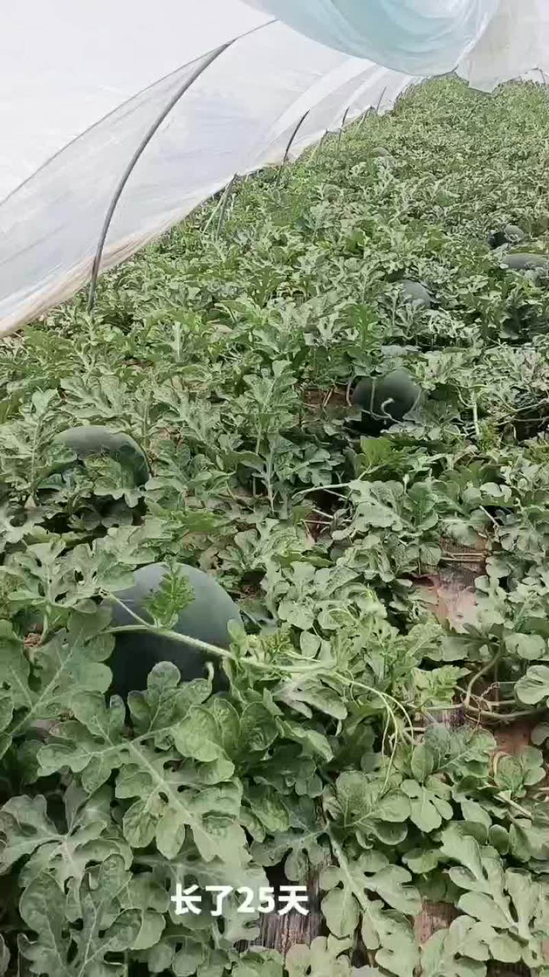 黑无籽西瓜