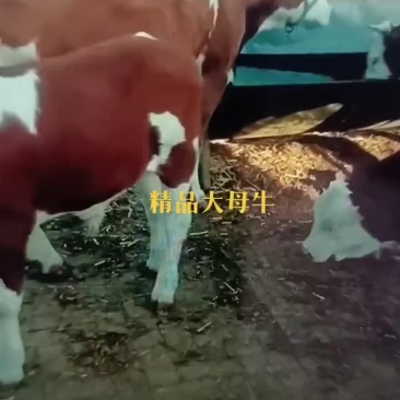 精品西门塔尔牛
