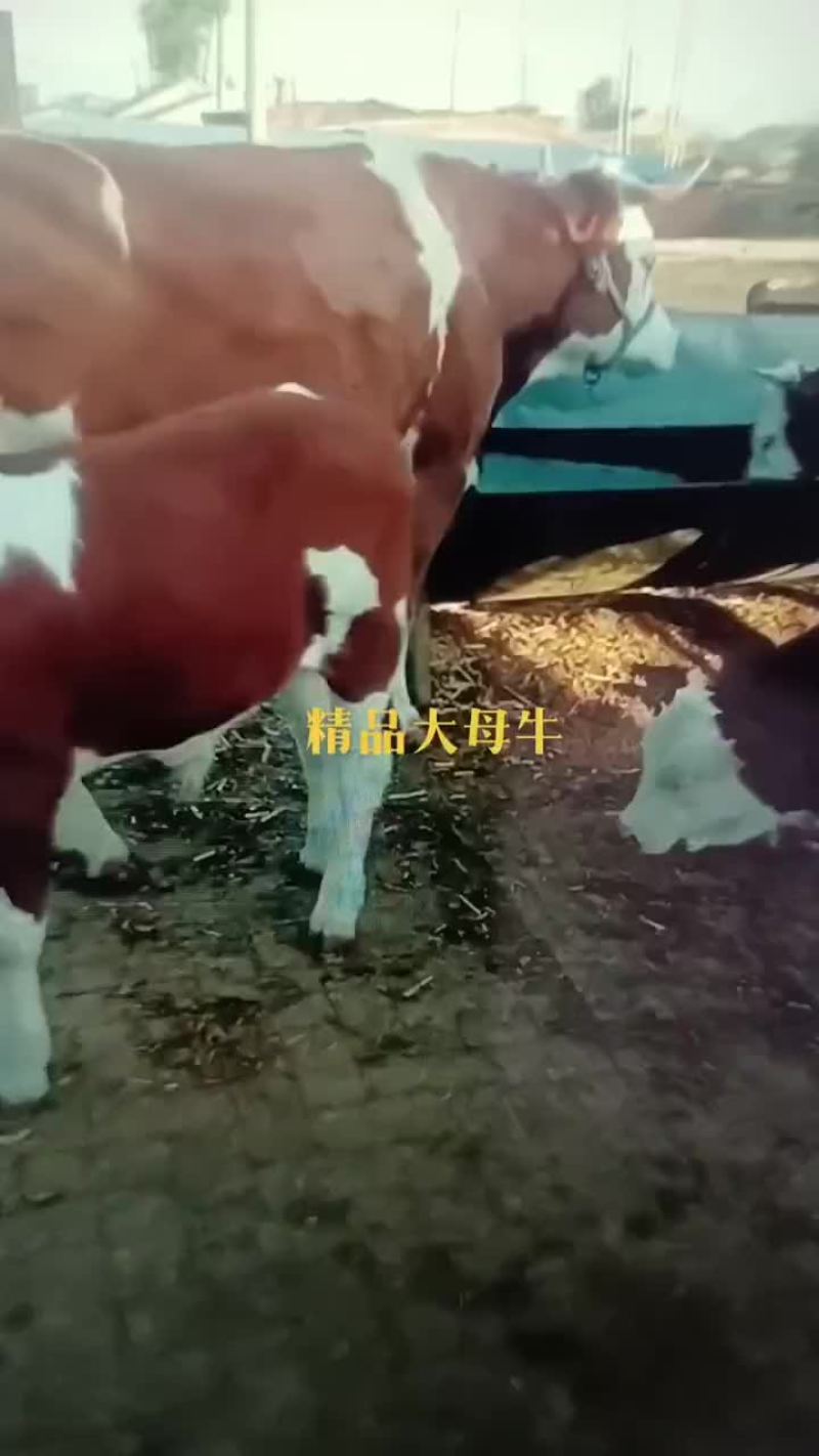 精品西门塔尔牛