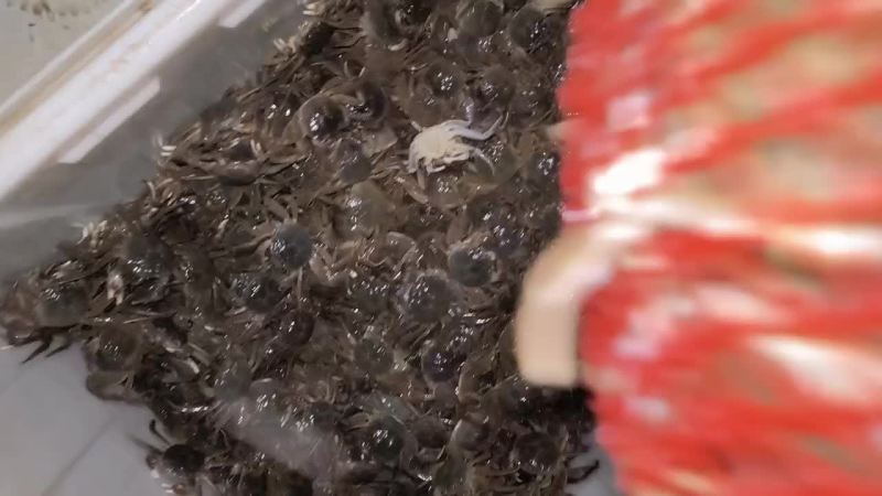 批发老头蟹、蟹苗、六月黄、成品蟹