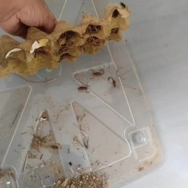 伏牛山纯山货，量不大，一千只左右