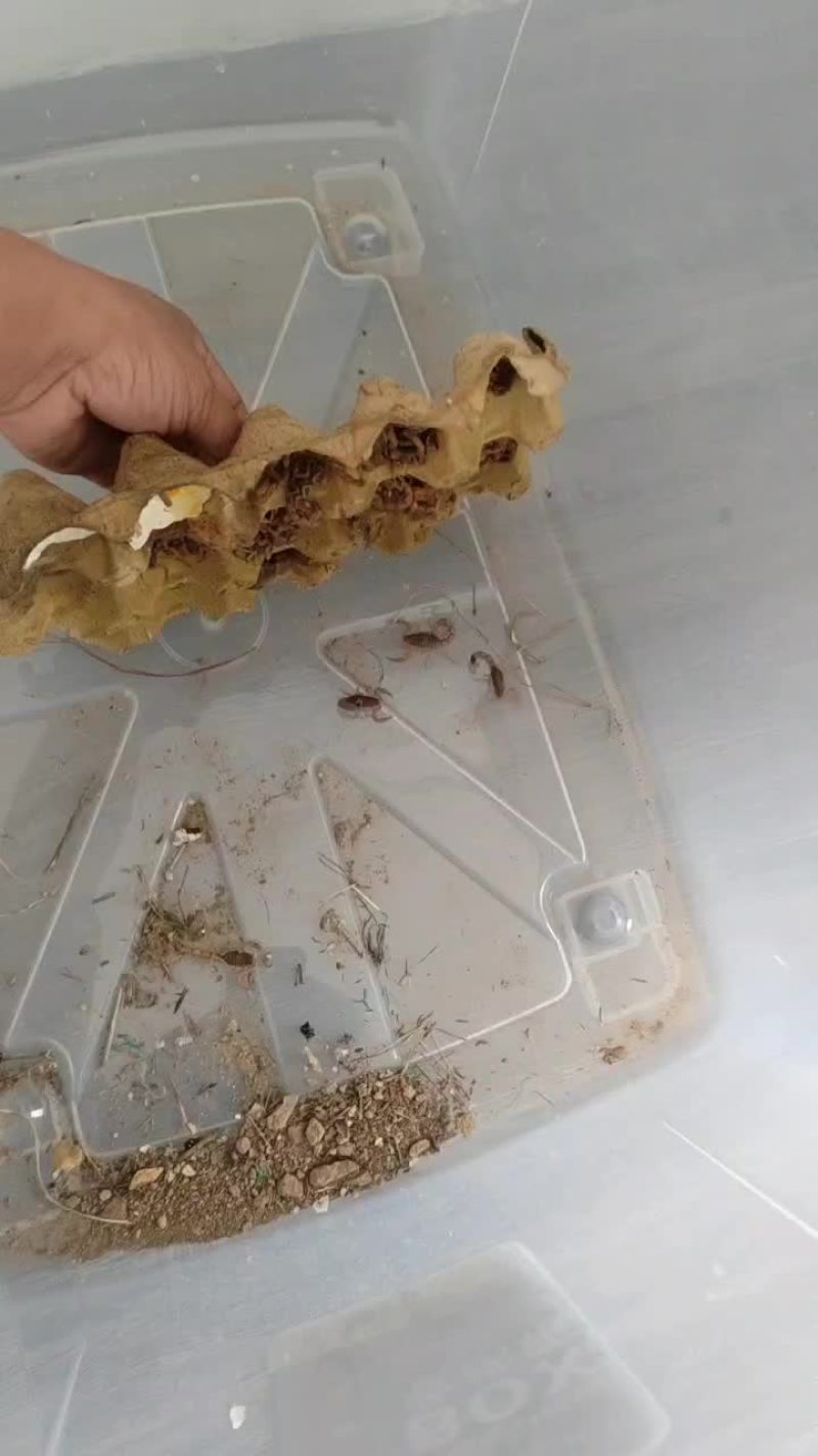 伏牛山纯山货，量不大，一千只左右