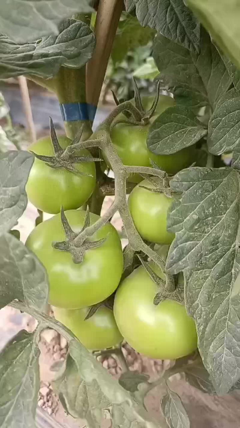 甘肃省景泰县西红柿