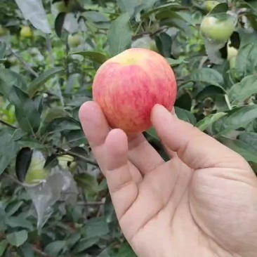 鲁丽苹果