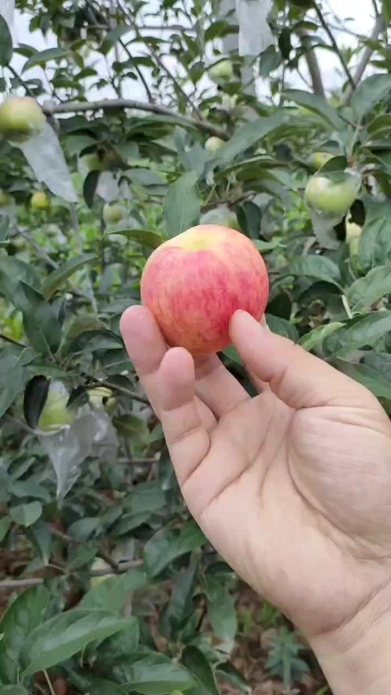 鲁丽苹果