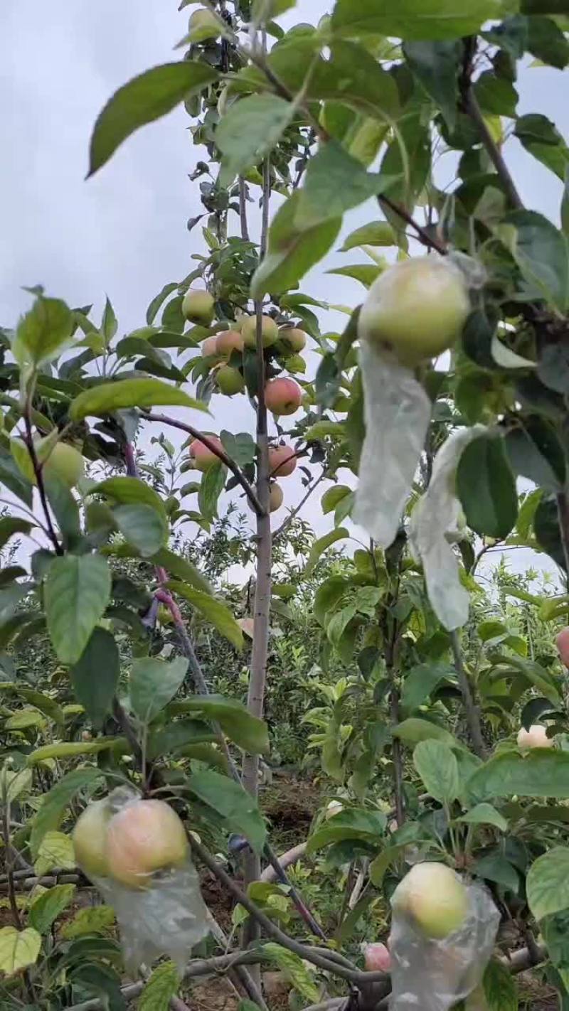 鲁丽苹果