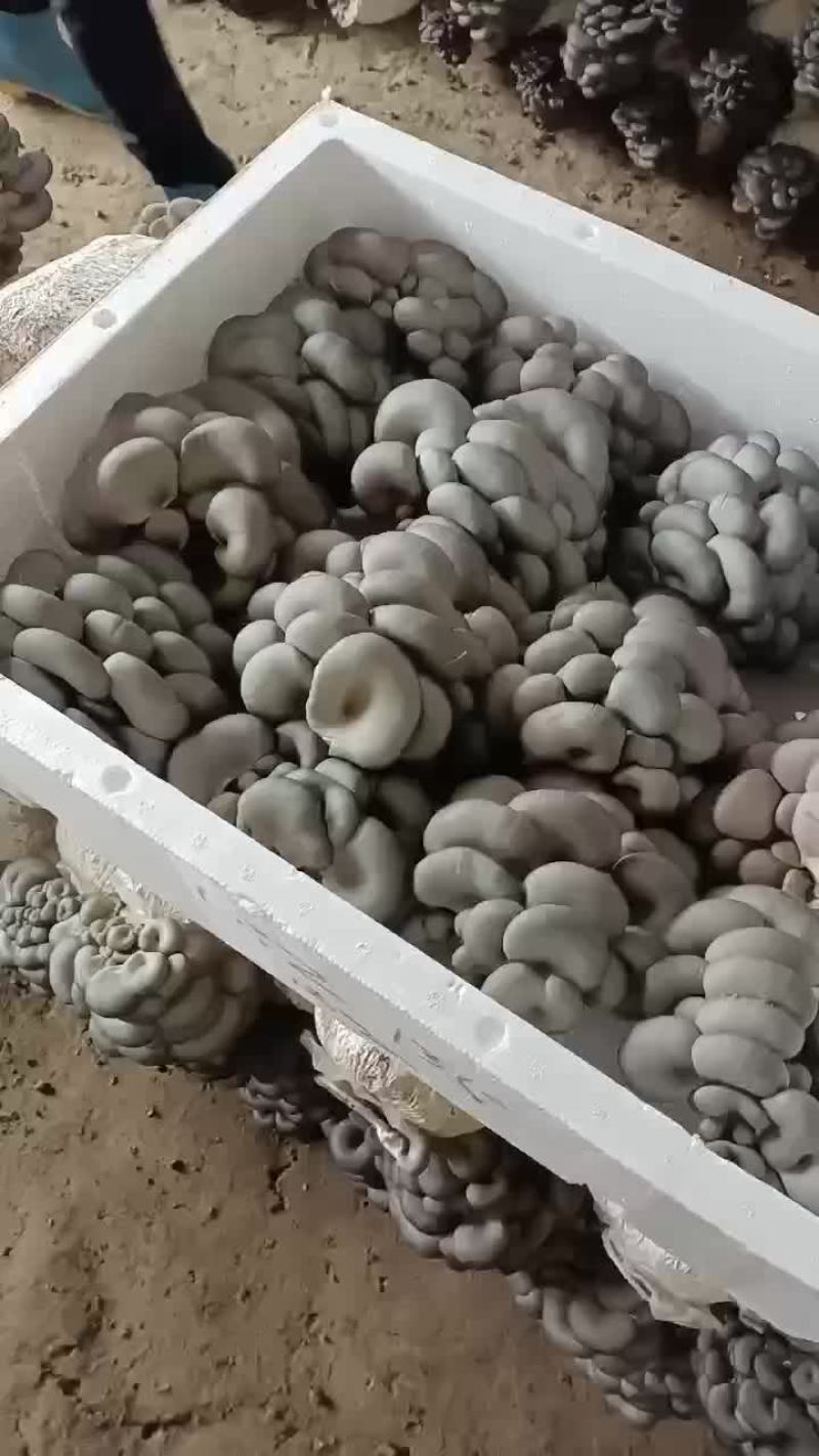 反季平菇大量