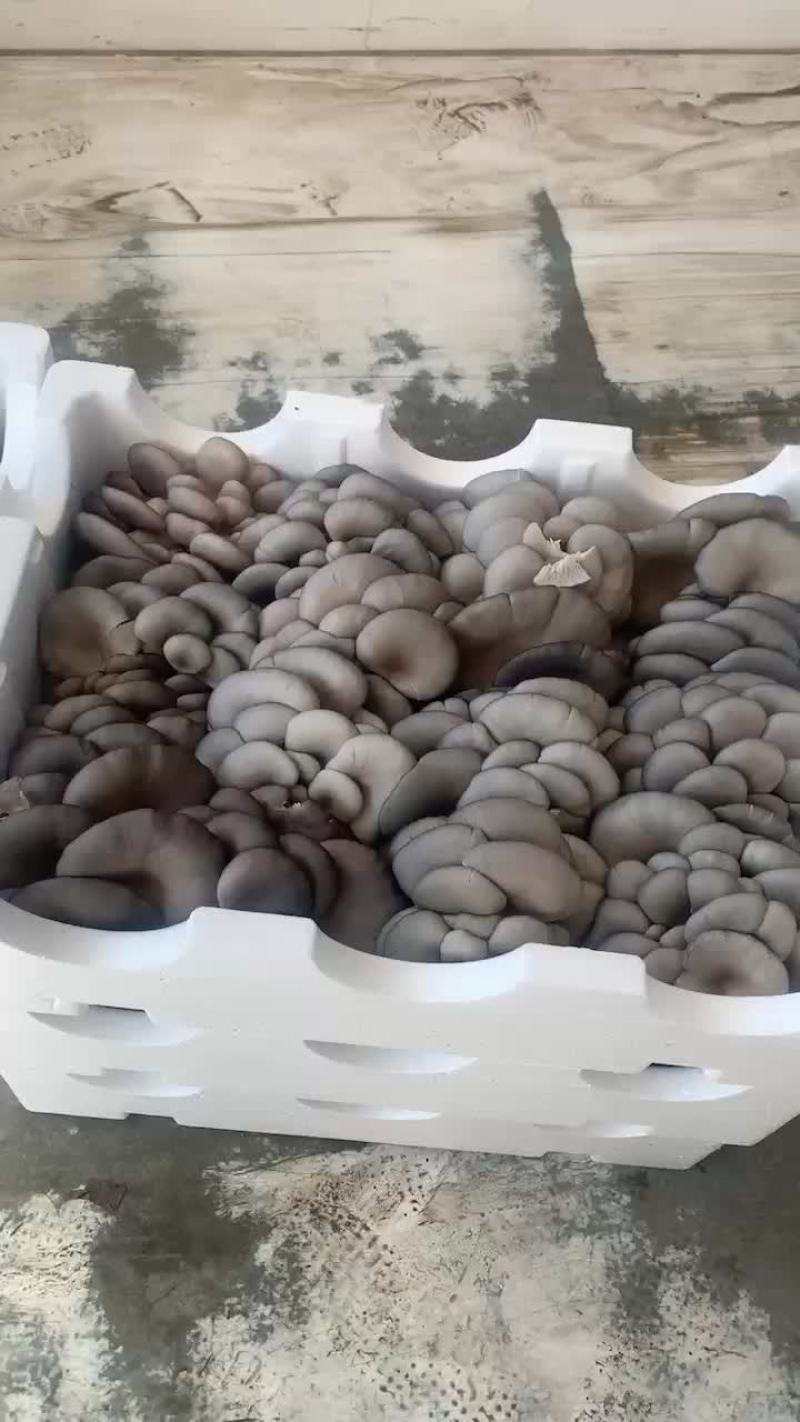 反季平菇大量