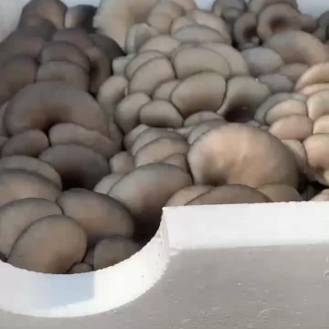 反季平菇大量