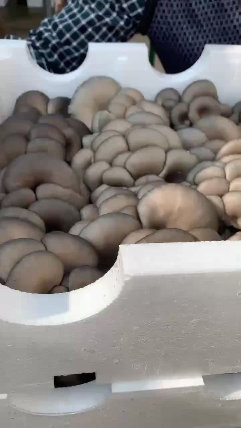反季平菇大量