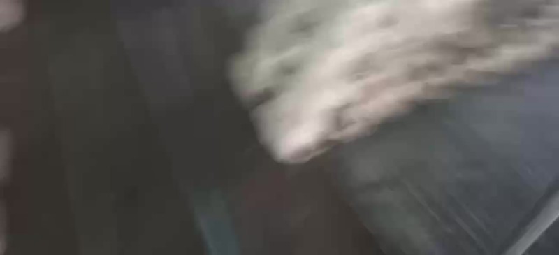 反季平菇大量