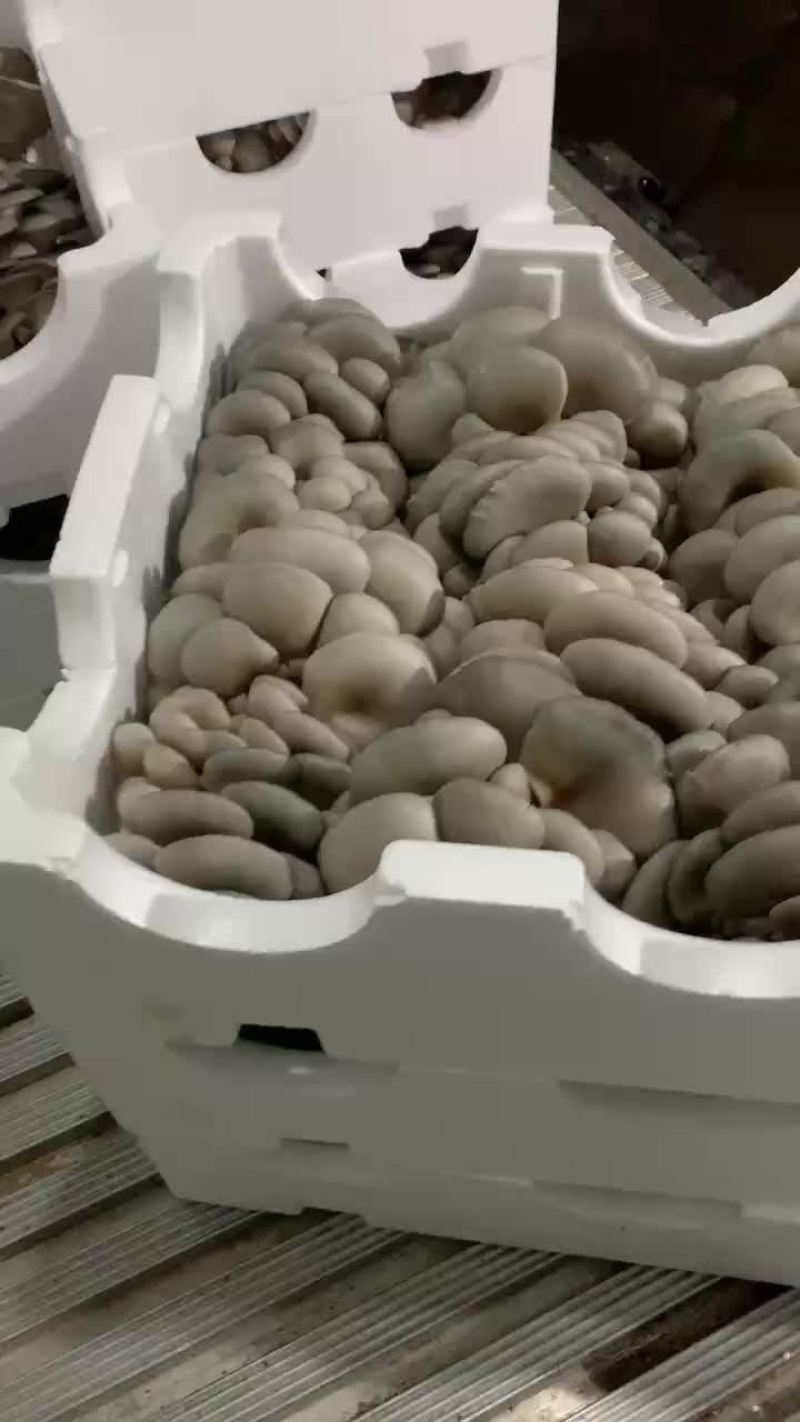 反季平菇大量