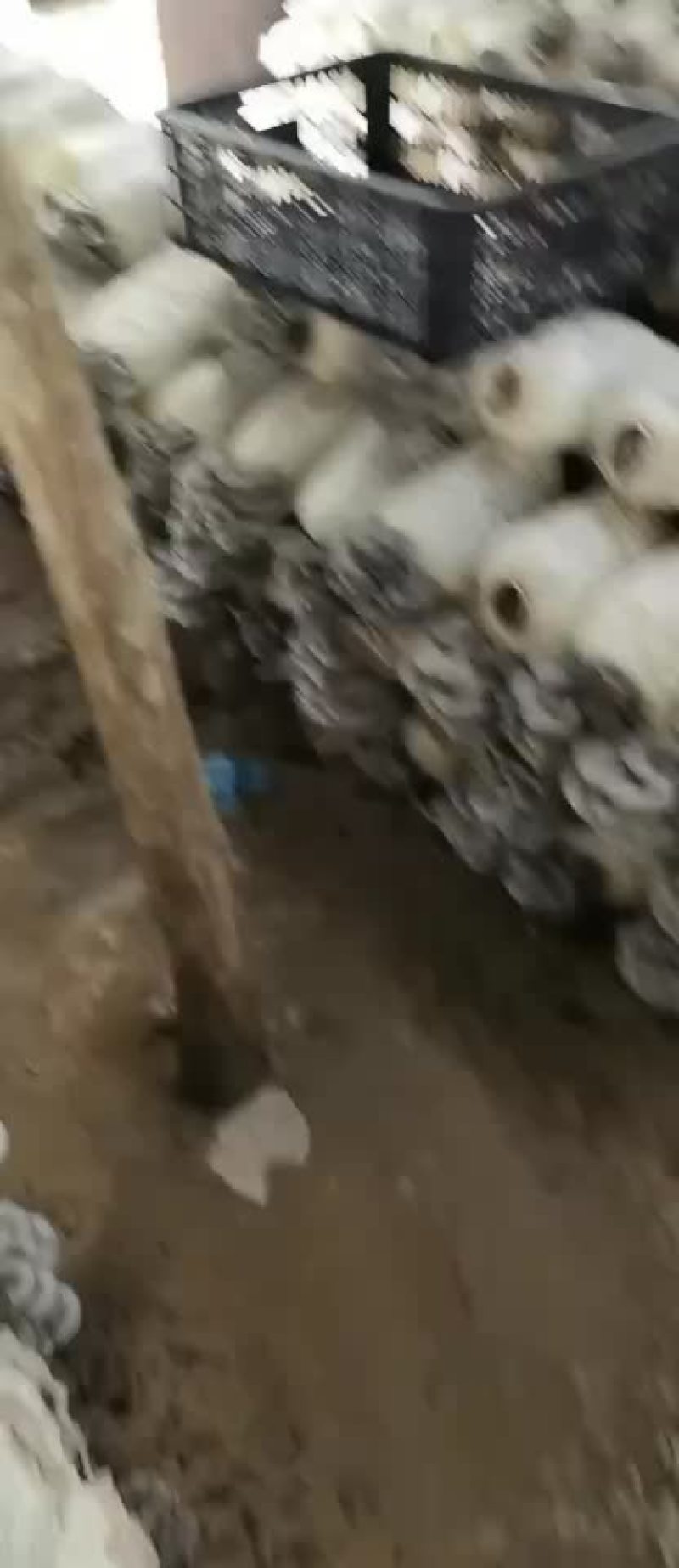 反季平菇大量