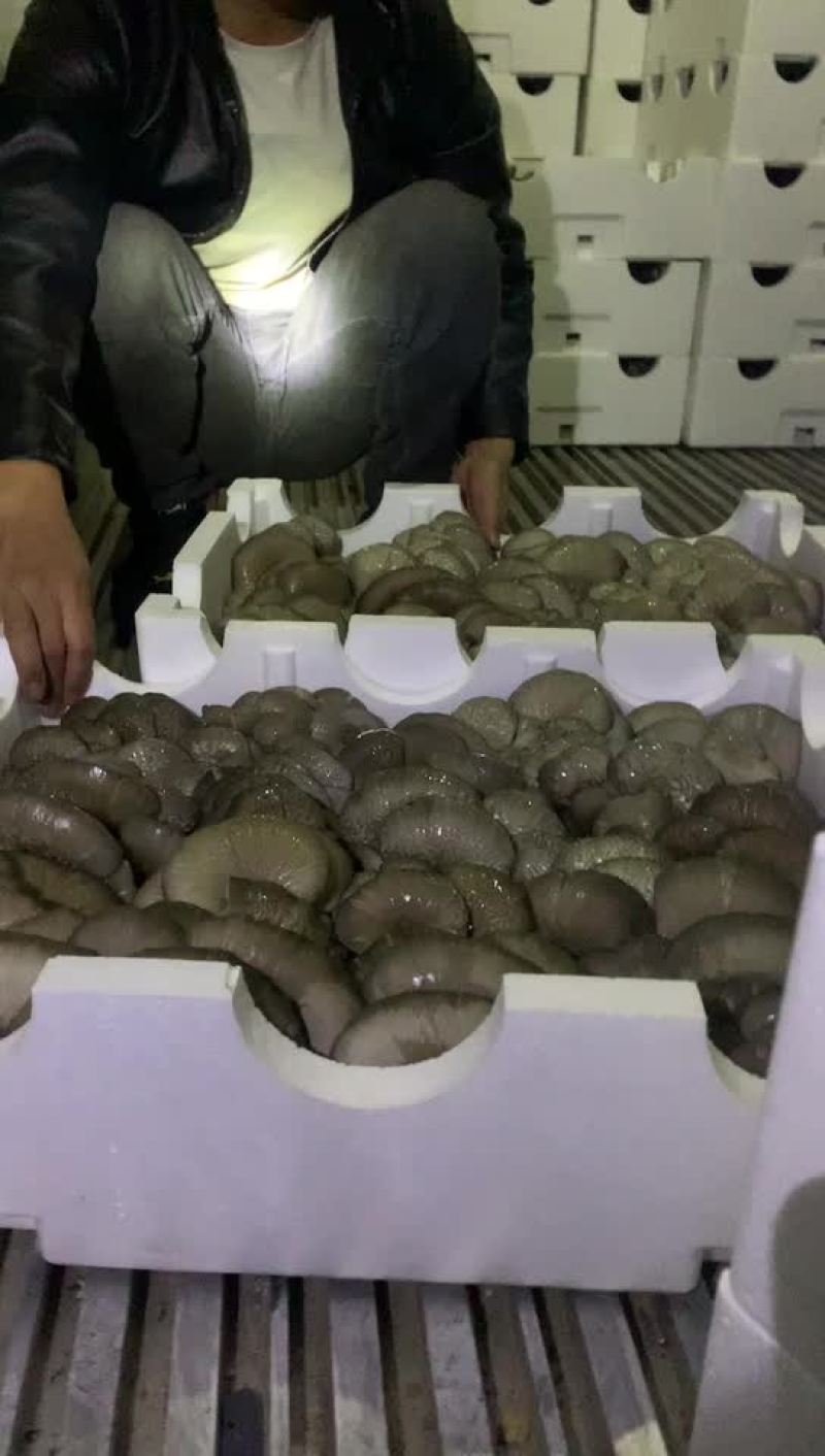 反季平菇大量