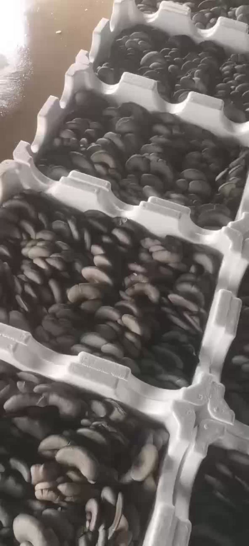 反季平菇大量