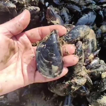 海虹