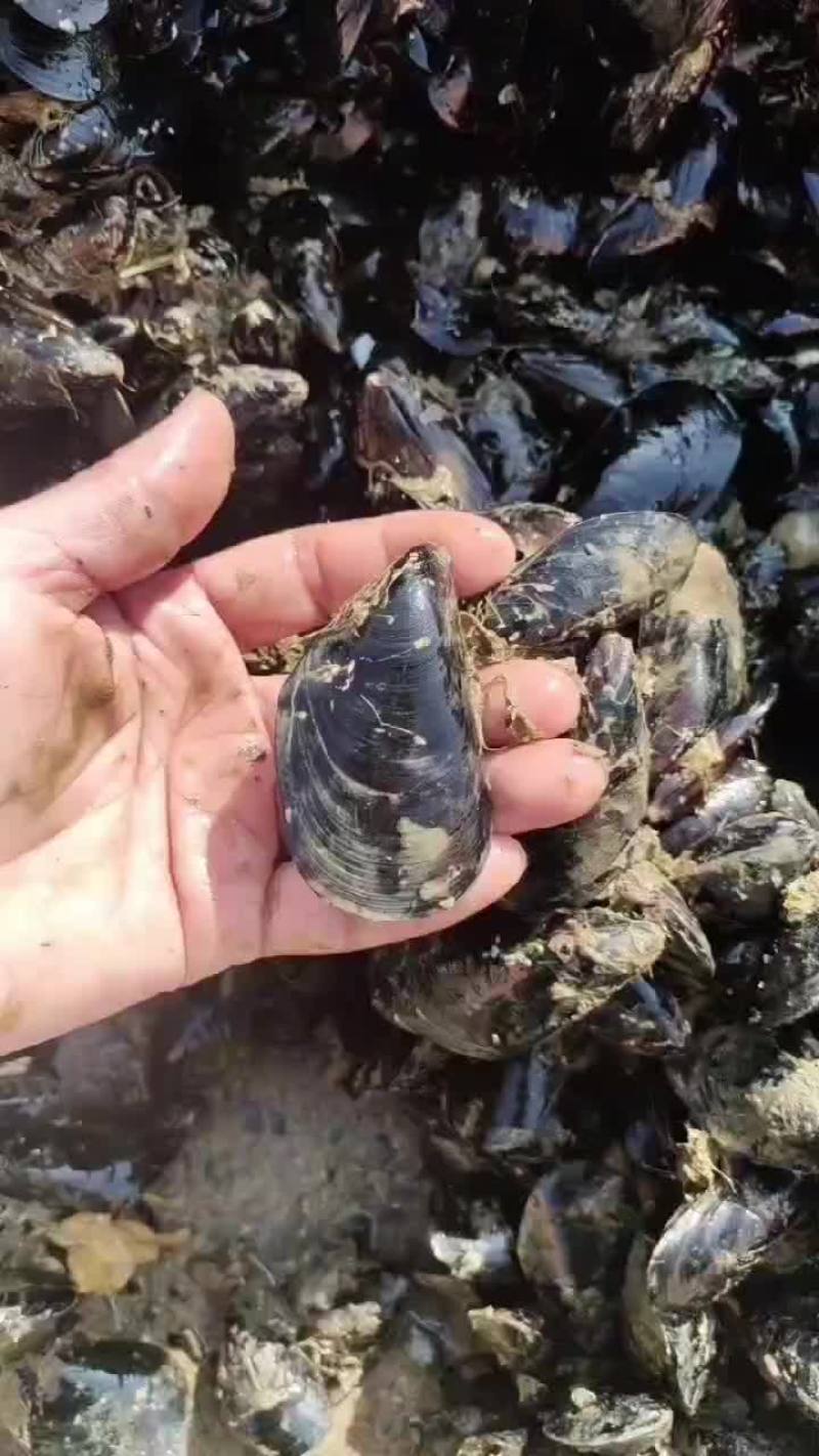 海虹