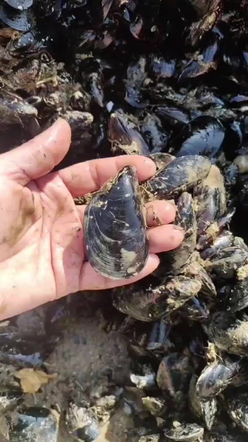 海虹