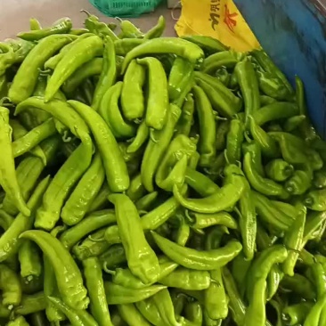 东黄