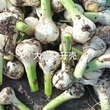 青蒜头