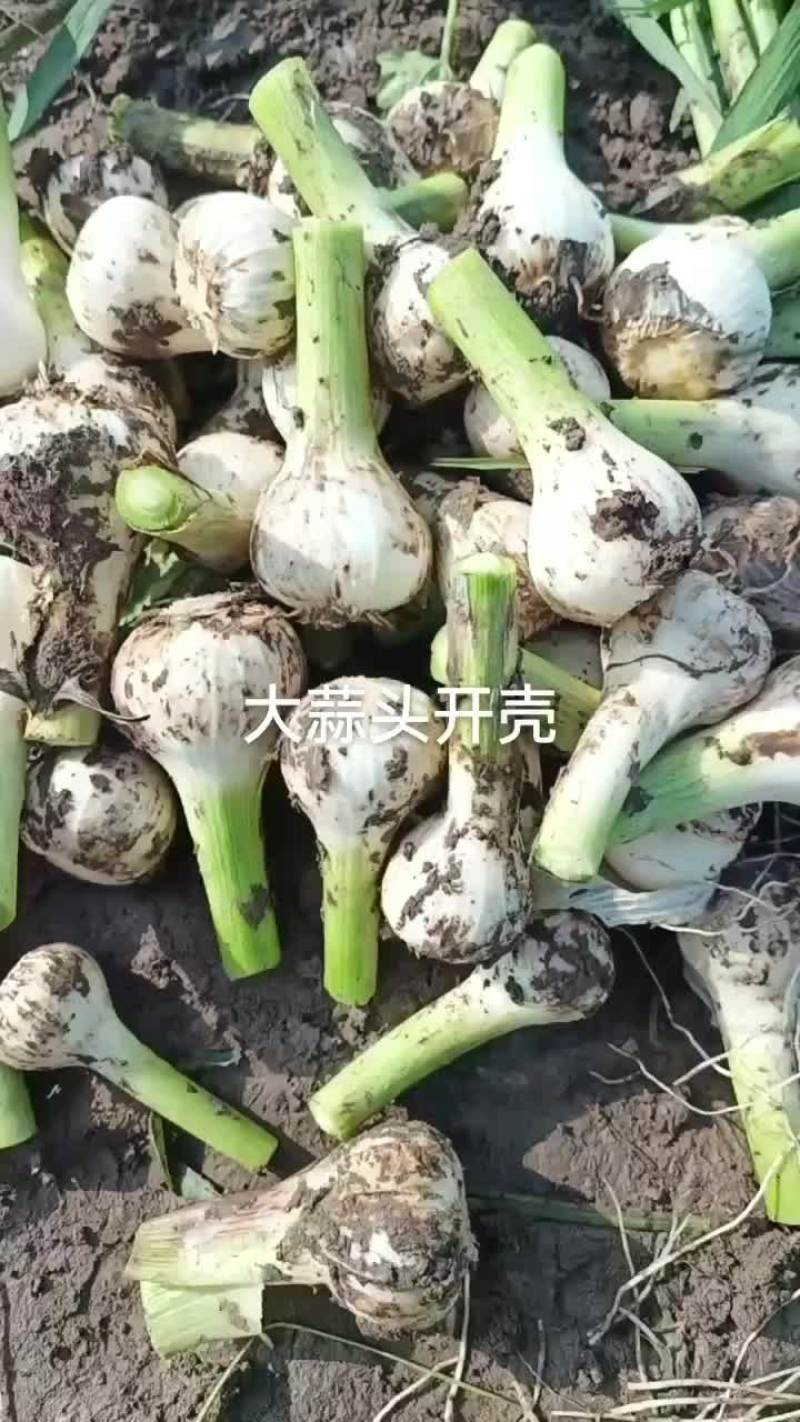 青蒜头