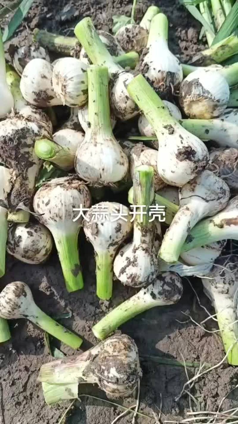 青蒜头