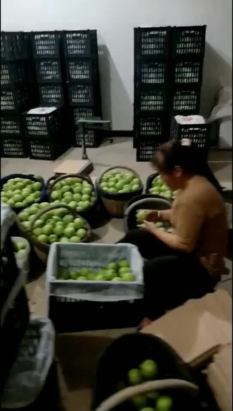 早酥梨68起装货中