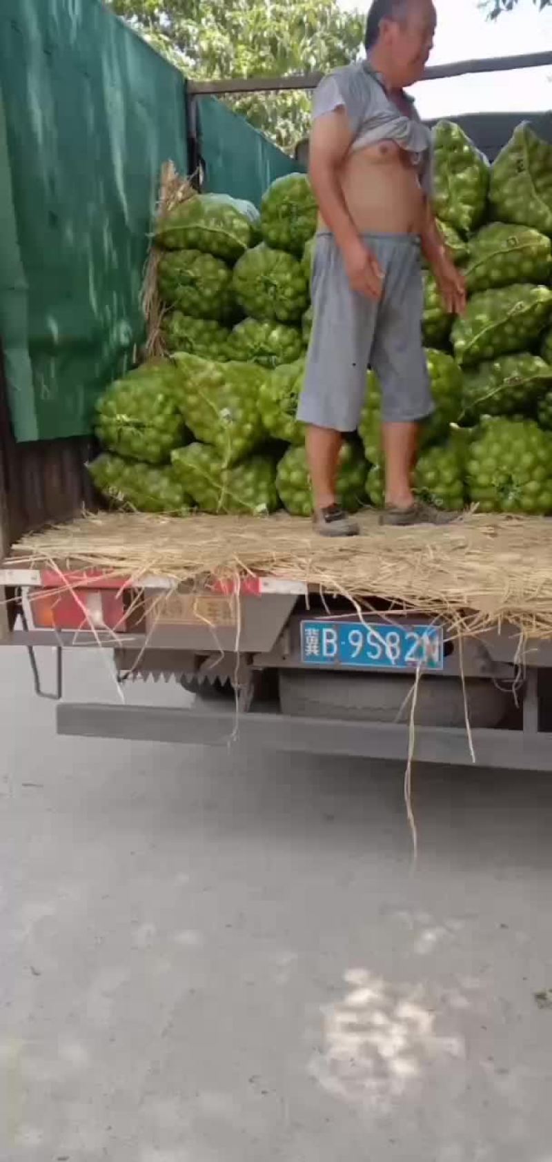青皮核桃