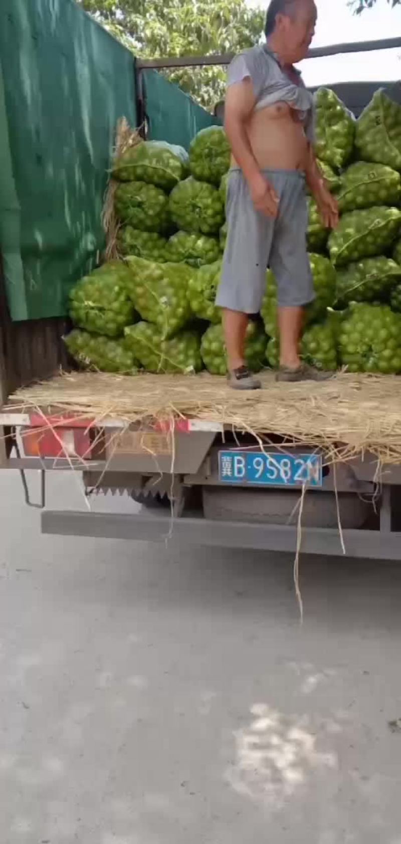 青皮核桃