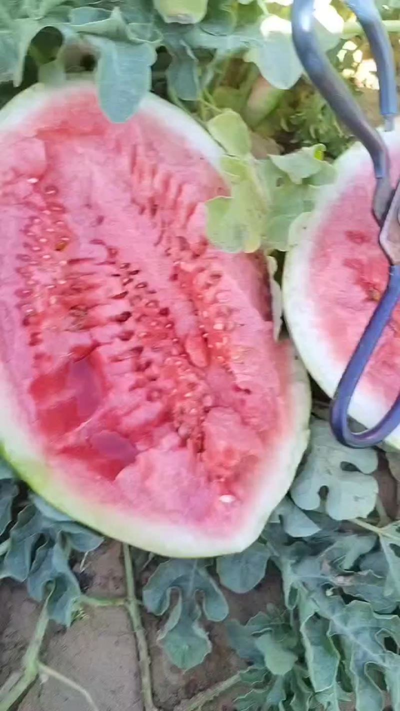 沙地西瓜
