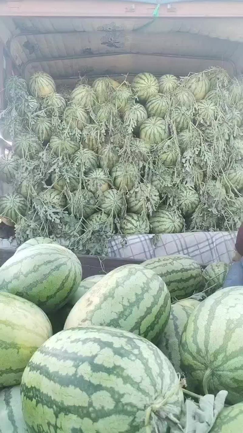 沙地西瓜
