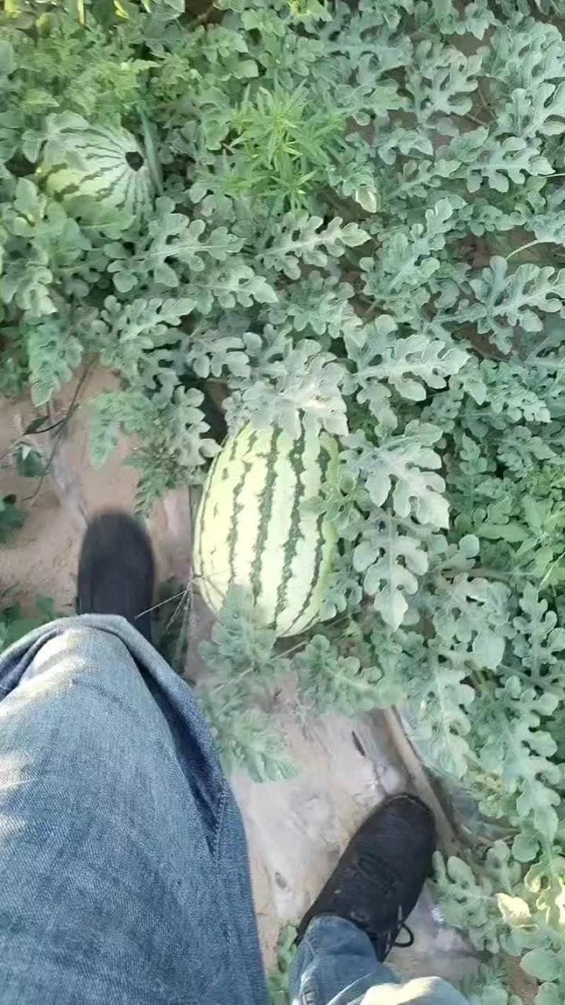 沙地西瓜