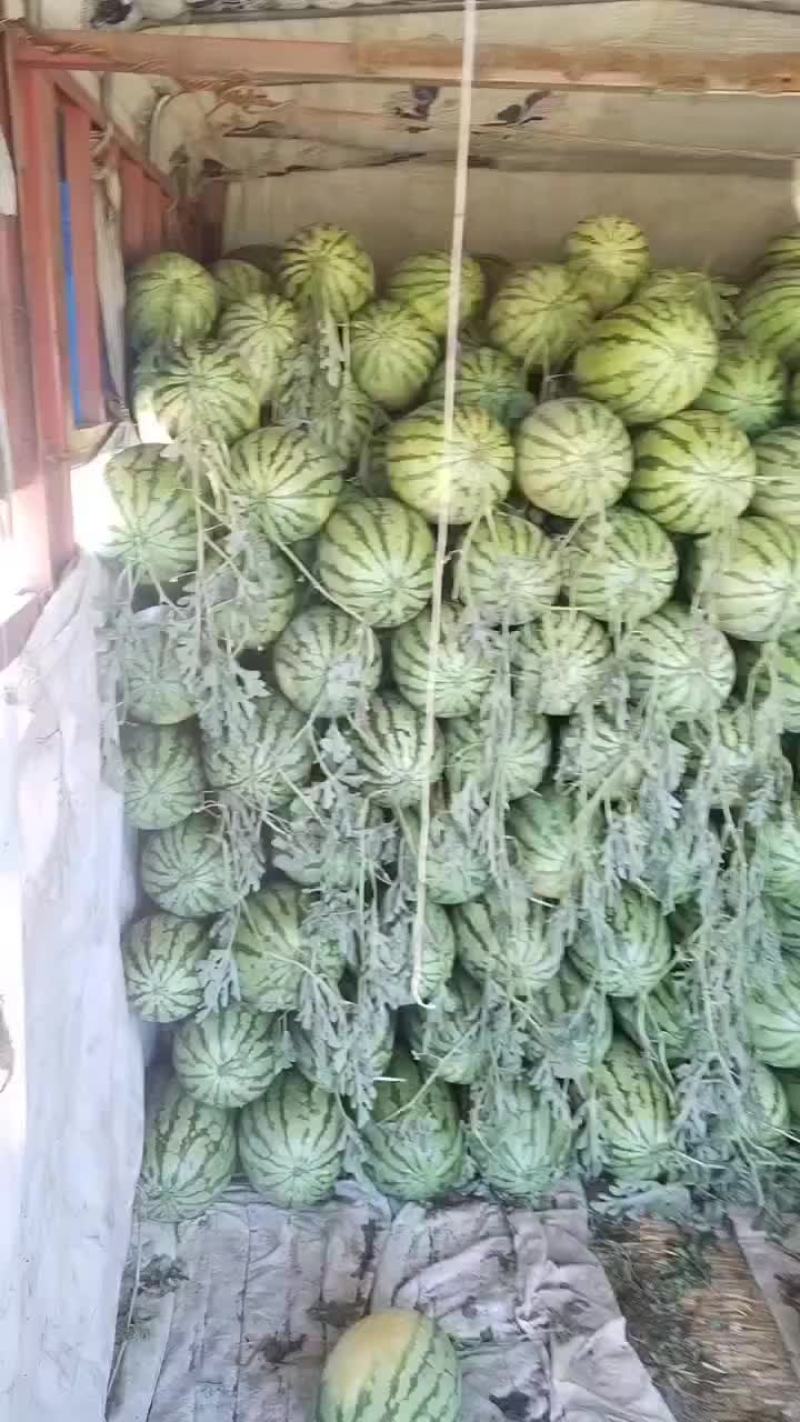 沙地西瓜